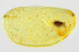 Fossil True Bug (Heteroptera) In Baltic Amber #310974-1